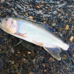 夏の風物詩「ハス」